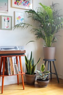 Палма в интериора