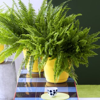 Папрат в интериора