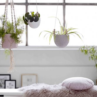 Висящи стайни растения