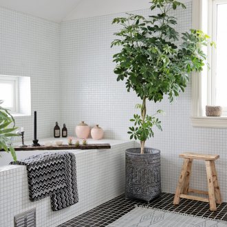 Шефлер в банята