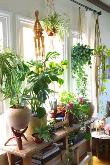 Стайни растения в спалнята