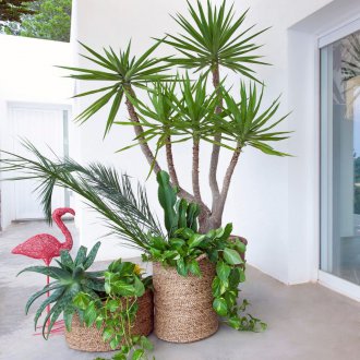 Тропически стайни растения