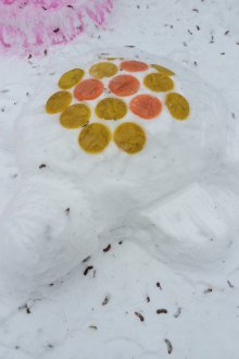 Костенурка на Снежния хълм