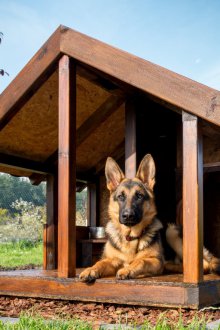 Голяма кучешка кутия