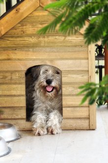 Дървена кучка за кучета