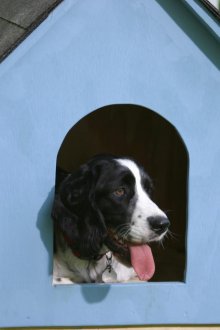 Куче кутия синьо