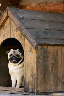 Куче куче мопс