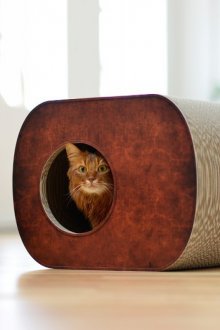 Носим за котка