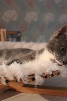 Дървен хамак за котка