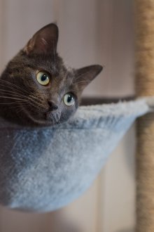 Хамак от котешка руно