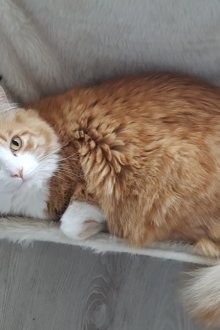 Хамак за котешка козина