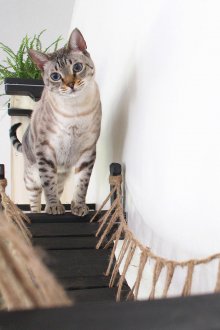 Мост на хамак за котки
