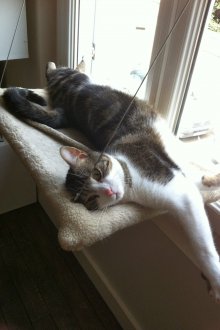 Плюшен котешки хамак