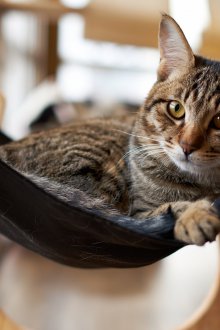 Хамак за котка на перваза на прозореца