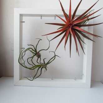 Растения фото рамка декор