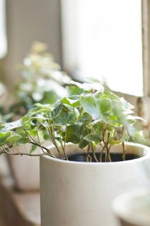 Домашни растения по Фън Шуй