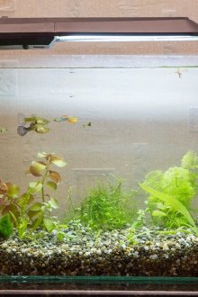 Декор за аквариум от 20 литра