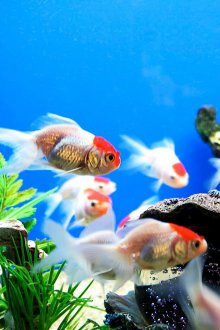 Аквариумни аксесоари