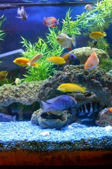 Декор за аквариум