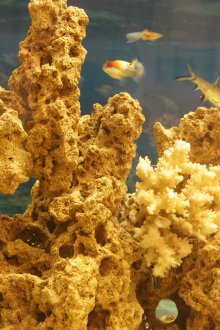 Декоративен аквариум корал