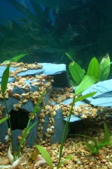 Декор за аквариумното грото