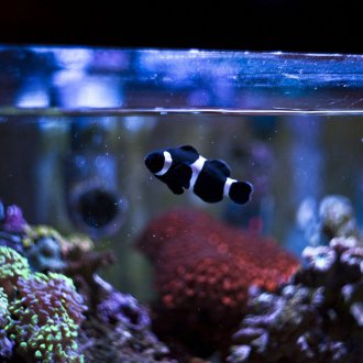 Декор за аквариумни риби-клоун