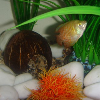 Кокосов декор за аквариум