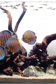 Декор за аквариум кафяв