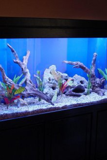 Декор за аквариум от корково дърво