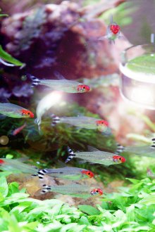 Декор за аквариум с малки рибки