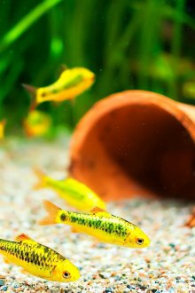 Декор за аквариум с пържени