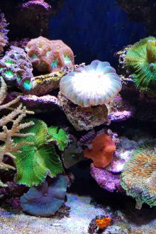 Декор за аквариум естествен