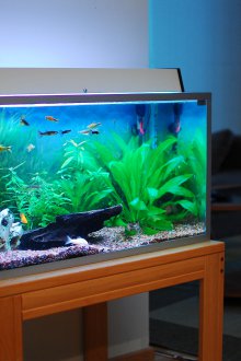 Декор за малък аквариум