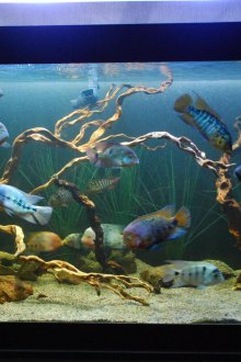 Декор за подреждане на аквариум