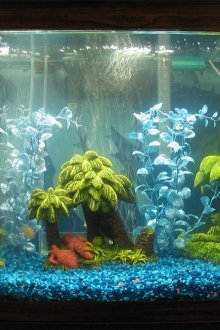 Декор за палмов аквариум