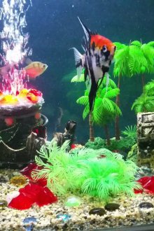 Декор за пиратски аквариум