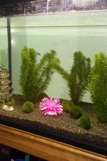 Декор за аквариум с растения