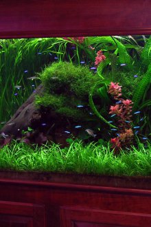 Декор за аквариум с растителност