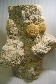 Домашен декор за аквариум