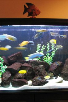 Декор за аквариумни камъни