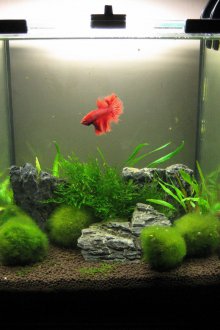 Декор за аквариум с морски водорасли