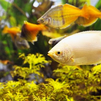 Декор за аквариум жълт