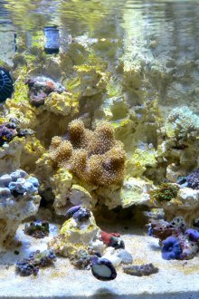 Направи си аквариум 20 литра