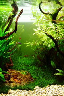 Направи си аквариум голям