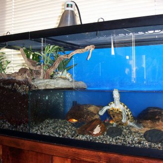Направи си аквариум за костенурка