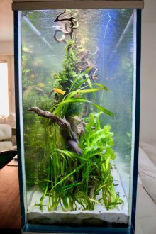Направи си аквариум декоративен