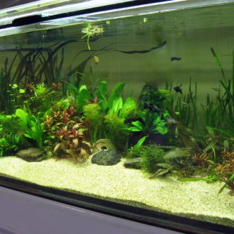 Направи си аквариум с камъчета