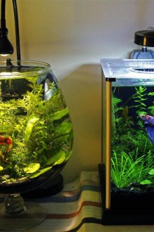 Направи си аквариум с почва