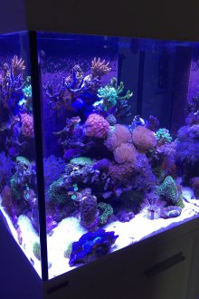 Направи си аквариум с корали