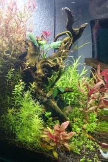 Направи си аквариум със шноли